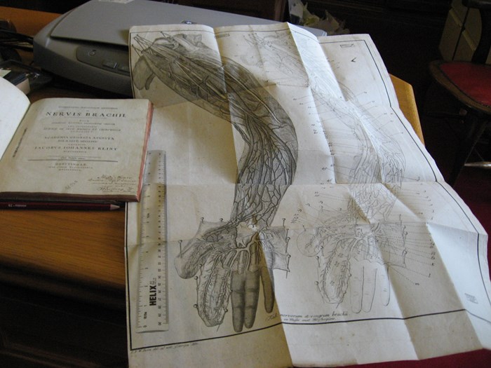 Jacob Klint's 1784 Commentatio inauguralis anatomica de nervis brachii